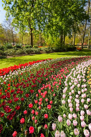 Colorful rows of tulips in spring flowerbeds at the Keukenhof Gardens in Lisse, South Holland in the Netherlands Photographie de stock - Rights-Managed, Code: 700-09013839