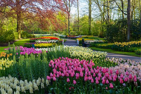 simsearch:600-09013815,k - Walkway and colorful spring flower beds in the Keukenhof Gardens in Lisse, South Holland in the Netherlands Photographie de stock - Rights-Managed, Code: 700-09013833