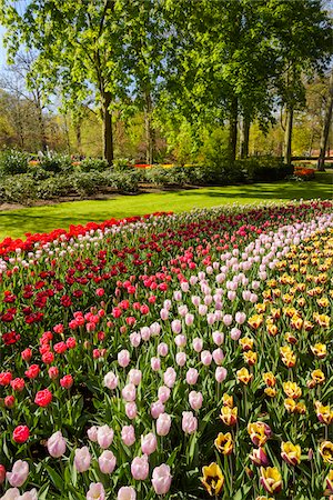 simsearch:841-03057501,k - Colorful rows of tulips in spring flowerbeds at the Keukenhof Gardens in Lisse, South Holland in the Netherlands Photographie de stock - Rights-Managed, Code: 700-09013840