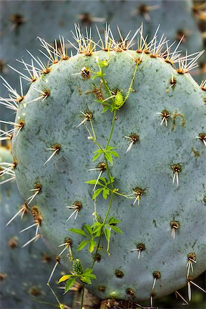 dos objetos - Close-up of a prickly pear cactus against a blue sky at the Botanical Gardens (Charco Del Ingenio) near San Miguel de Allende, Mexico Foto de stock - Con derechos protegidos, Código: 700-09088209