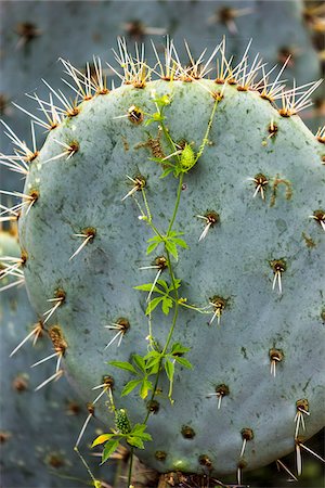 photos in sage green - Close-up of a prickly pear cactus against a blue sky at the Botanical Gardens (Charco Del Ingenio) near San Miguel de Allende, Mexico Stock Photo - Rights-Managed, Code: 700-09088209