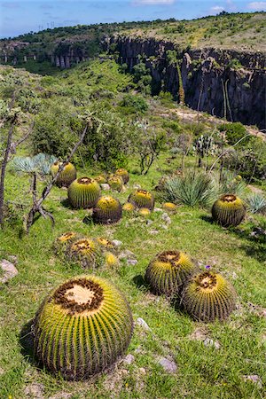 Barrel cactus in a field at the Botanic Gardens (Charco Del Ingenio) near San Miguel de Allende, Mexico Photographie de stock - Rights-Managed, Code: 700-09088210