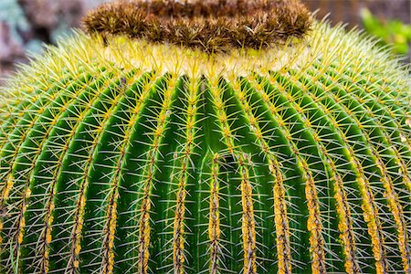 punta - Close-up of a barrel cactus in the Botanic Gardens (Charco Del Ingenio) near San Miguel de Allende, Mexico Foto de stock - Con derechos protegidos, Código: 700-09088211