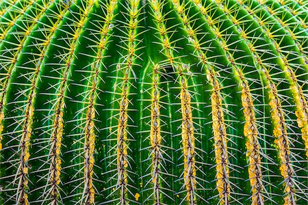 prickly plants - Close-up of a barrel cactus in the Botanic Gardens (Charco Del Ingenio) near San Miguel de Allende, Mexico Stock Photo - Rights-Managed, Code: 700-09088212