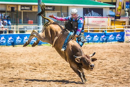 rodeo - Bull riding at the Warwick Rodeo in Warwick, Queensland, Australia Stockbilder - Lizenzpflichtiges, Bildnummer: 700-09088221