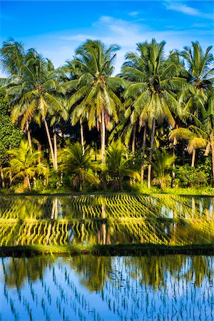 simsearch:700-09134686,k - Reflections and shadows on the water of a rice field with palm trees in Ubud District in Gianyar, Bali, Indonesia Foto de stock - Con derechos protegidos, Código: 700-09134665