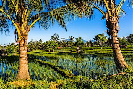 Scenic view of rice field through palm trees in Ubud District in Gianyar, Bali, Indonesia Foto de stock - Con derechos protegidos, Código: 700-09134678