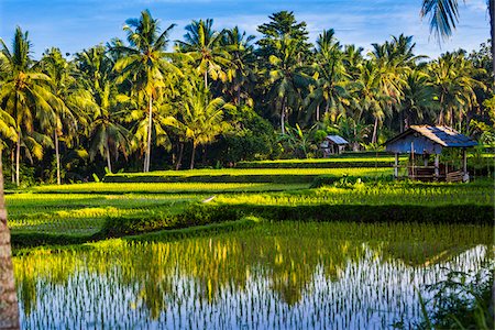 Sunlit rice fields with worker huts and palm trees in Ubud District in Gianyar, Bali, Indonesia Foto de stock - Con derechos protegidos, Código: 700-09134673