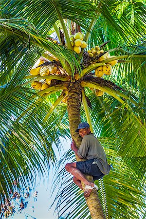 fertilité - Portrait of Balinese man climbing a tree to gather coconuts in Ubud District in Gianyar, Bali, Indonesia Photographie de stock - Rights-Managed, Code: 700-09134694