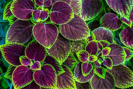 Close-up of bright purple and green coleus plant leaves in Ubud District in Gianyar, Bali, Indonesia Fotografie stock - Rights-Managed, Codice: 700-09134698