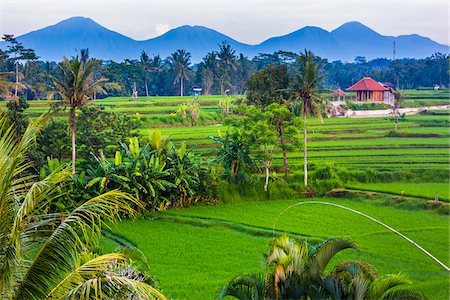 simsearch:649-07710646,k - Scenic overview of rice fields with worker hut and silhouette of mountains in the background in Ubud District in Gianyar, Bali, Indonesia Foto de stock - Direito Controlado, Número: 700-09134699