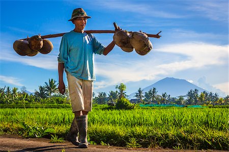 solo picture - Balinese farmer carrying coconuts with a shoulder pole next to a rice field in Ubud District in Gianyar, Bali, Indonesia Stock Photo - Rights-Managed, Code: 700-09134693