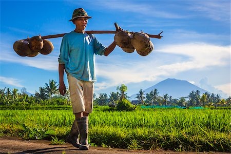 farm worker - Balinese farmer carrying coconuts with a shoulder pole next to a rice field in Ubud District in Gianyar, Bali, Indonesia Stock Photo - Rights-Managed, Code: 700-09134693