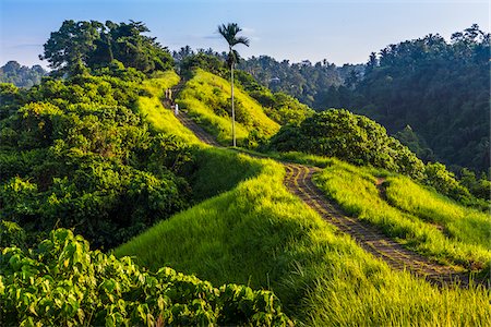southeast asian (places and things) - People walking along the path on the scenic Campuhan Ridge Walk near Campuhan in Ubud District in Gianyar, Bali, Indonesia Stock Photo - Rights-Managed, Code: 700-09134706