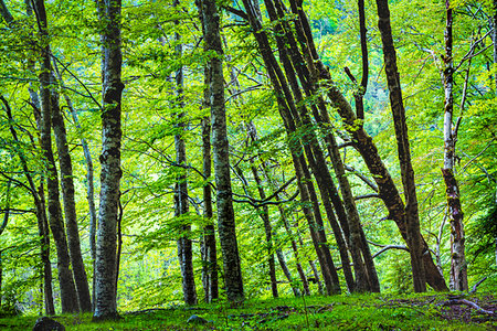 simsearch:862-03889759,k - Tree trunks and foliage in the Ordesa y Monte Perdido National Park in the Pyrenees in Huesca Province in Aragon, Spain Photographie de stock - Rights-Managed, Code: 700-09226509