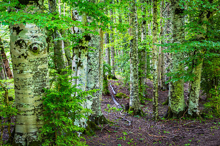 simsearch:862-03889759,k - Tree trunks with foilage and new growth in the Ordesa y Monte Perdido National Park in the Pyrenees in Huesca Province, Aragon, Spain Photographie de stock - Rights-Managed, Code: 700-09226510