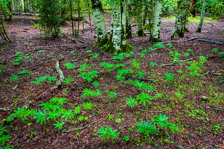 simsearch:862-03889759,k - Young plants sprouting from forest floor in the Ordesa y Monte Perdido National Park in the Pyrenees in Huesca Province in Aragon, Spain Photographie de stock - Rights-Managed, Code: 700-09226511