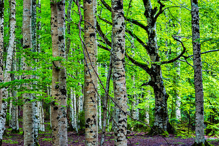 simsearch:862-03889759,k - Tree trunks with foliage in the Ordesa y Monte Perdido National Park in the Pyrenees in Huesca Province in Aragon, Spain Photographie de stock - Rights-Managed, Code: 700-09226512