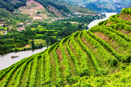 simsearch:700-09226722,k - Rows of vines on the hills along the Douro River in the Douro River Valley, Norte, Portugal Stock Photo - Rights-Managed, Code: 700-09226662