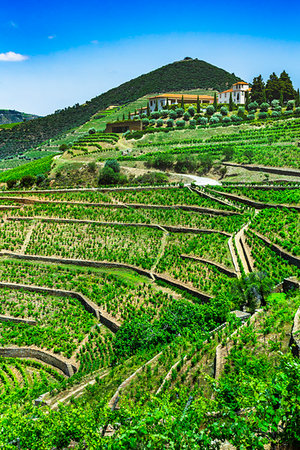 simsearch:700-09226744,k - Farm with terraced vineyards in the Douro River Valley, Norte, Portugal Stockbilder - Lizenzpflichtiges, Bildnummer: 700-09226674