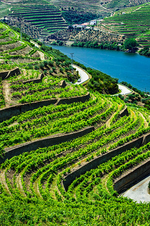 Rows of vines in the terraced vineyards in the Douro River Valley, Norte, Portugal Foto de stock - Con derechos protegidos, Código: 700-09226672
