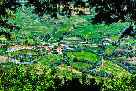 simsearch:700-09226701,k - Overview of a community in the Douro River Valley with terraced vineyards, Norte, Portugal Foto de stock - Con derechos protegidos, Código: 700-09226682