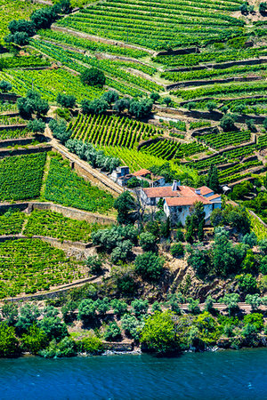simsearch:6113-07160390,k - Overlooking a farm and the terraced vineyards along the Douro River Valley, Norte, Portugal Photographie de stock - Rights-Managed, Code: 700-09226693