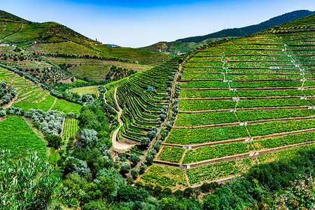 simsearch:670-06450558,k - Overview of the terraced vineyards in the Douro River Valley, Norte, Portugal Foto de stock - Con derechos protegidos, Código: 700-09226704