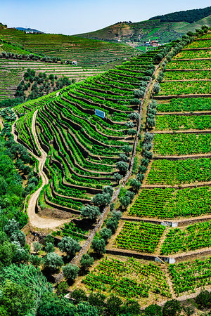 simsearch:700-09226744,k - Overlooking rows of vines in the terraced vineyards in the Douro River Valley, Norte, Portugal Stockbilder - Lizenzpflichtiges, Bildnummer: 700-09226703