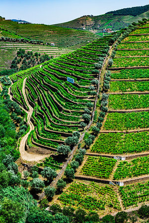 dirt road birds eye view - Overlooking rows of vines in the terraced vineyards in the Douro River Valley, Norte, Portugal Stock Photo - Rights-Managed, Code: 700-09226703