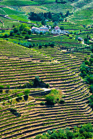 simsearch:700-02288960,k - Overview of a farm and the terraced vineyards in the Douro River Valley, Norte, Portugal Foto de stock - Con derechos protegidos, Código: 700-09226716
