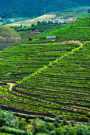 Overview of the terraced vineyards in the Douro River Valley, Norte, Portugal Stock Photo - Rights-Managed, Code: 700-09226711