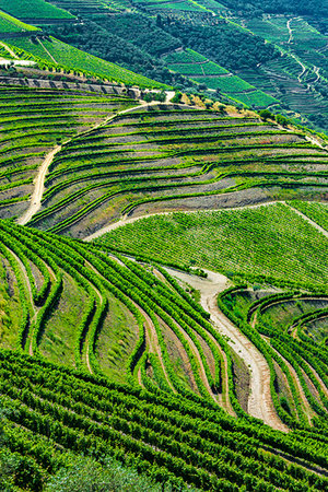 simsearch:862-07910018,k - Overview of rows of vines on the hills of the terraced vineyards in the Douro River Valley, Norte, Portugal Stock Photo - Rights-Managed, Code: 700-09226725