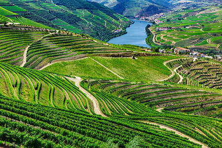 Overview of the valley with the terraced vineyards in the Douro River Valley, Norte, Portugal Stock Photo - Rights-Managed, Code: 700-09226728