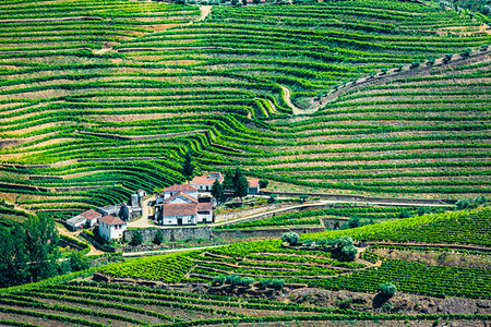 simsearch:700-08765521,k - Farm surrounded by terraced vineyards in the Douro River Valley, Norte, Portugal Photographie de stock - Rights-Managed, Code: 700-09226723