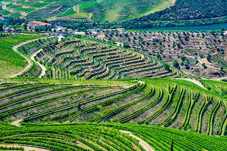 simsearch:841-06032817,k - Overview of the rows of vines in the terraced vineyards in the Douro River Valley, Norte, Portugal Stock Photo - Rights-Managed, Code: 700-09226730