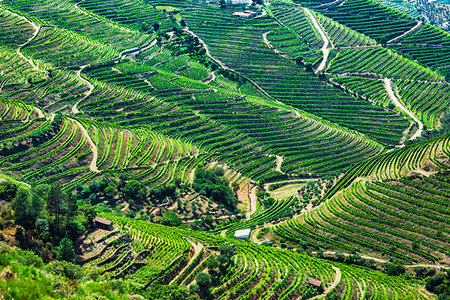 simsearch:841-06032817,k - Overview of the hills with the terraced vineyards in the Douro River Valley, Norte, Portugal Stock Photo - Rights-Managed, Code: 700-09226745