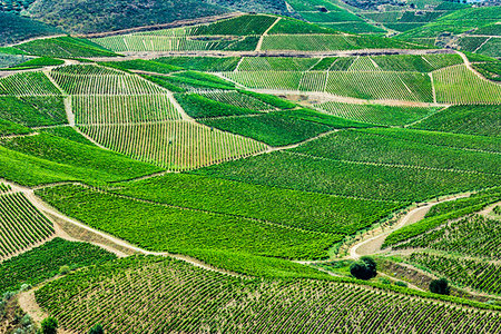 simsearch:841-06032817,k - Overlooking vineyards at Vila Nova de Foz Coa, Norte, Portugal Stock Photo - Rights-Managed, Code: 700-09226759