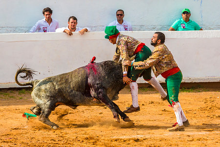 estado libre y soberano de guanajuato - Bullfighters wrestling wounded bull in bullring at bullfight in San Miguel de Allende, Mexico Foto de stock - Con derechos protegidos, Código: 700-09226973