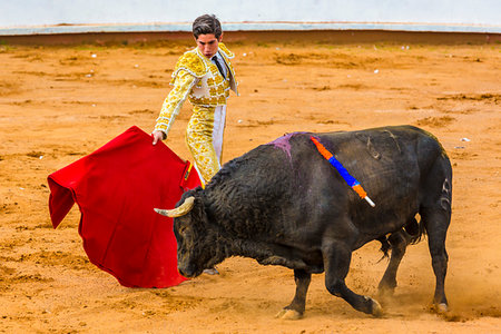 Bullfighter waving cape in front of wounded bull in bullring at bullfight in San Miguel de Allende, Mexico Photographie de stock - Rights-Managed, Code: 700-09226980