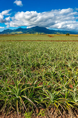 Dole Pineapple Plantation in Wahiawa on Oahu, Hawaii, USA Stock Photo - Rights-Managed, Code: 700-09227161