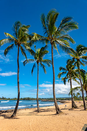 simsearch:700-09237238,k - Beach and palm trees at Haleiwa in Honolulu on Oahu, Hawaii, USA Stock Photo - Rights-Managed, Code: 700-09227162