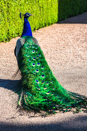 simsearch:700-09236390,k - A peacock in Les Jardins Suspendus in Chateau de Marqueyssac,  Vezac, Dordogne, Nouvelle-Aquitaine, France. Fotografie stock - Rights-Managed, Codice: 700-09236388