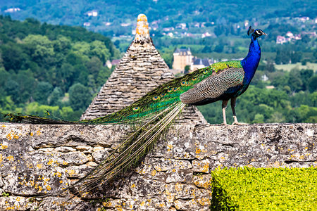 simsearch:700-09236390,k - A peacock in Les Jardins Suspendus in Chateau de Marqueyssac,  Vezac, Dordogne, Nouvelle-Aquitaine, France. Fotografie stock - Rights-Managed, Codice: 700-09236389