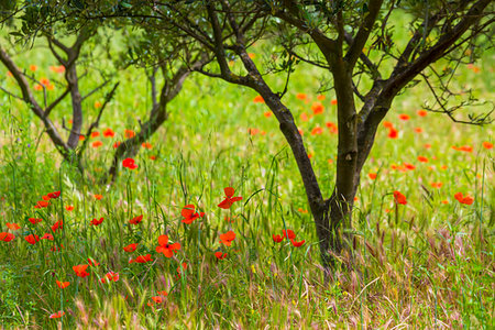 provence-alpes-côte d'azur - Poppies in field in Saint-Remy-de-Provence, Provence-Alpes-Cote d'Azur, Provence, France. Stock Photo - Rights-Managed, Code: 700-09236654