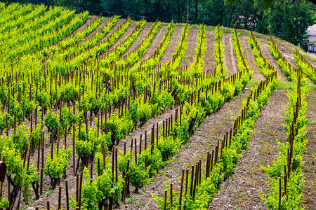 provencal - Close-up of vinyard in Gigondas, Provence-Alpes-Cote d'Azur, Provence, France. Foto de stock - Con derechos protegidos, Código: 700-09236676