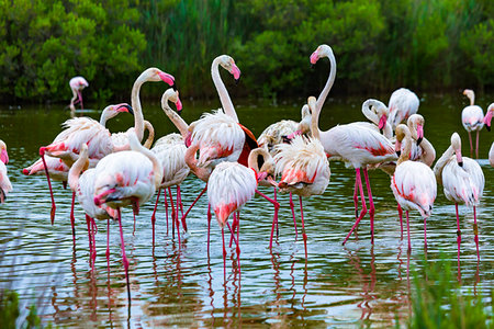 flamenco rosa - Pink flamingos at Ornithological Park of Pont-de-Gau (Parc Ornithologique de Pont de Gau), Provence-Alpes-Cote d'Azur, Provence, France. Foto de stock - Con derechos protegidos, Código: 700-09236814