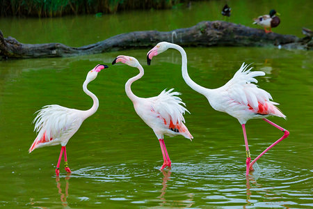 simsearch:700-09236813,k - Pink flamingos at Ornithological Park of Pont-de-Gau (Parc Ornithologique de Pont de Gau), Provence-Alpes-Cote d'Azur, Provence, France. Photographie de stock - Rights-Managed, Code: 700-09236821