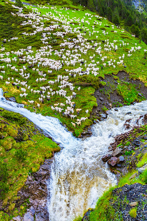 Sheep in the upper valley of Aure in the Bielsa Valley, Pyrenees, France. Stockbilder - Lizenzpflichtiges, Bildnummer: 700-09236899