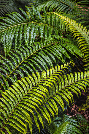 fox glacier - Ferns, Lake Matheson, near the Fox Glacier in South Westland, New Zealand. Stock Photo - Rights-Managed, Code: 700-09237267